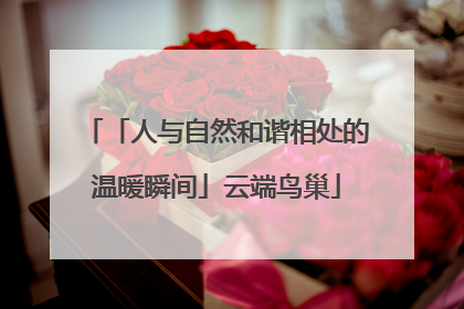 「人与自然和谐相处的温暖瞬间」云端鸟巢