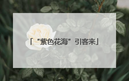 “紫色花海”引客来