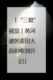 “三夏”视觉｜黄河滩区麦田大面积收割开启