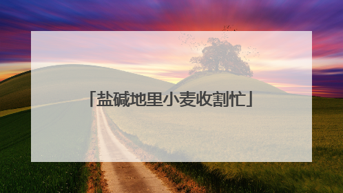 盐碱地里小麦收割忙