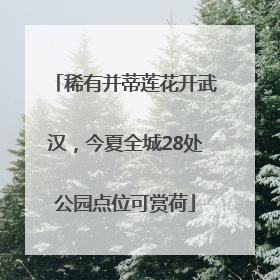 稀有并蒂莲花开武汉，今夏全城28处公园点位可赏荷