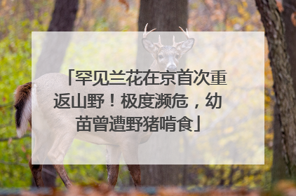 罕见兰花在京首次重返山野！极度濒危，幼苗曾遭野猪啃食