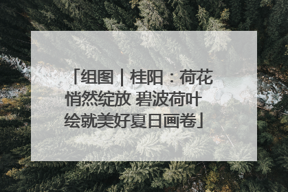 组图｜桂阳：荷花悄然绽放 碧波荷叶绘就美好夏日画卷