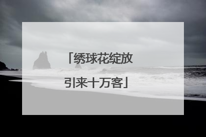 绣球花绽放 引来十万客