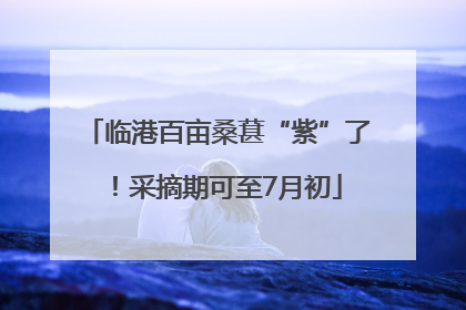 临港百亩桑葚“紫”了！采摘期可至7月初