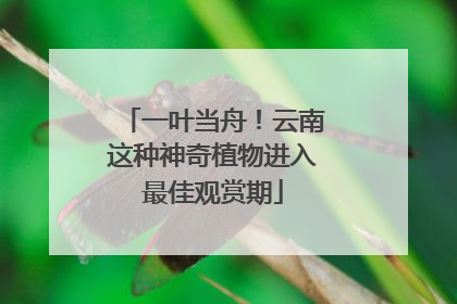 一叶当舟！云南这种神奇植物进入最佳观赏期