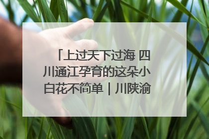 上过天下过海 四川通江孕育的这朵小白花不简单｜川陕渝网络名人巴中行
