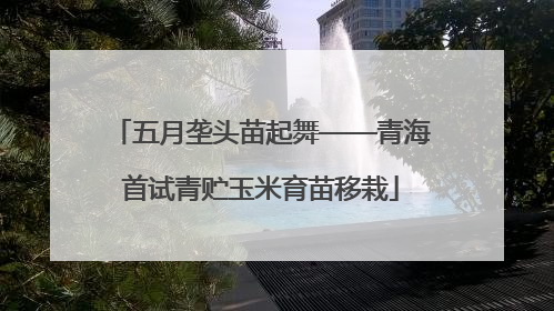 五月垄头苗起舞——青海首试青贮玉米育苗移栽