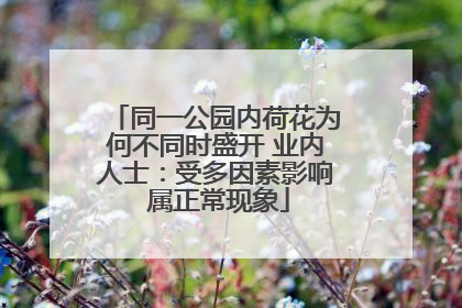 同一公园内荷花为何不同时盛开 业内人士：受多因素影响 属正常现象