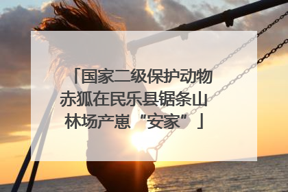 国家二级保护动物赤狐在民乐县锯条山林场产崽“安家”