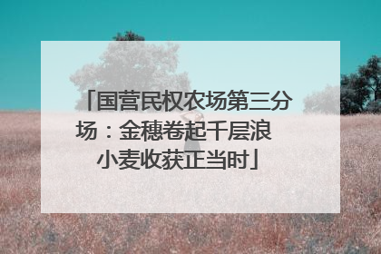 国营民权农场第三分场：金穗卷起千层浪 小麦收获正当时