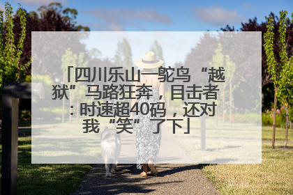 四川乐山一鸵鸟“越狱”马路狂奔，目击者：时速超40码，还对我“笑”了下