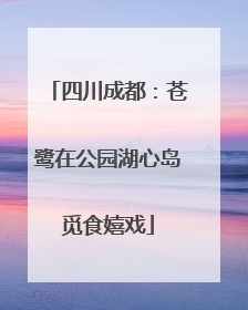 四川成都：苍鹭在公园湖心岛觅食嬉戏