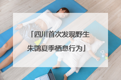 四川首次发现野生朱鹮夏季栖息行为