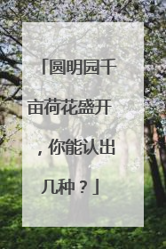 圆明园千亩荷花盛开，你能认出几种？