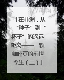 在非洲，从“种子”到“杯子”的遥远距离——一颗咖啡豆的前世今生（三）