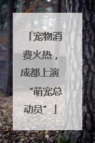 宠物消费火热，成都上演“萌宠总动员”