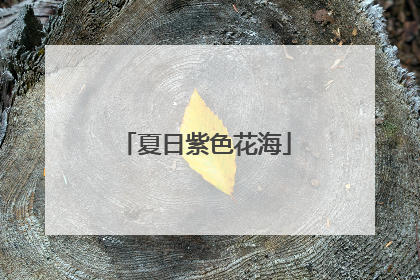 夏日紫色花海