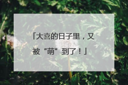 大喜的日子里，又被“萌”到了！