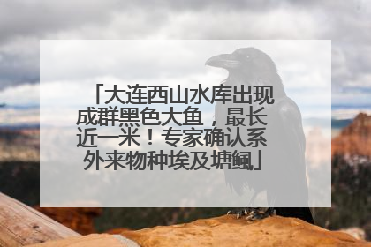 大连西山水库出现成群黑色大鱼，最长近一米！专家确认系外来物种埃及塘鲺
