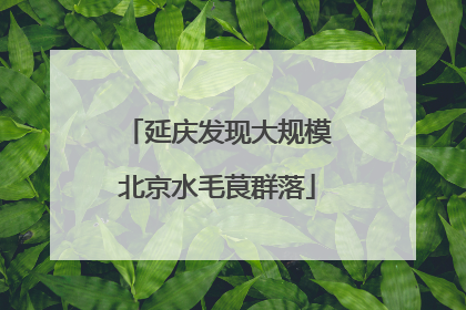 延庆发现大规模北京水毛茛群落