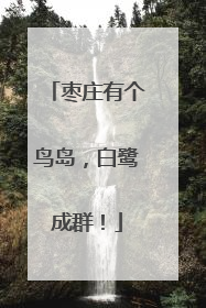 枣庄有个鸟岛，白鹭成群！