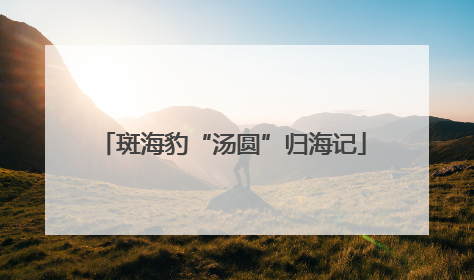 斑海豹“汤圆”归海记