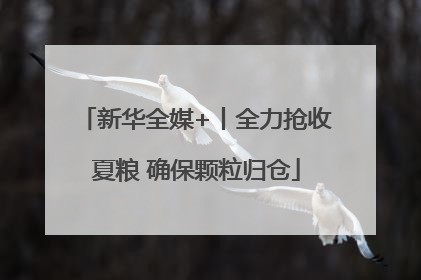 新华全媒+丨全力抢收夏粮 确保颗粒归仓