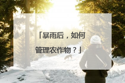 暴雨后，如何管理农作物？