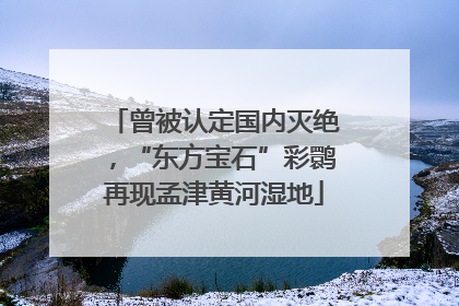 曾被认定国内灭绝，“东方宝石”彩鹮再现孟津黄河湿地