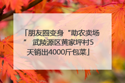 朋友圈变身“助农卖场” 武陵源区黄家坪村5天销出4000斤包菜
