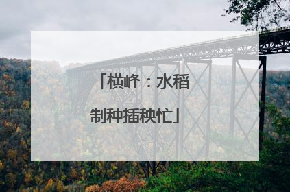 横峰：水稻制种插秧忙