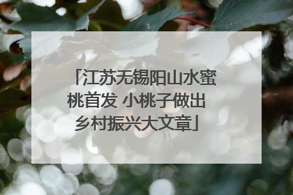 江苏无锡阳山水蜜桃首发 小桃子做出乡村振兴大文章