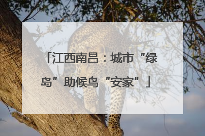 江西南昌：城市“绿岛”助候鸟“安家”