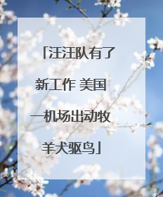 汪汪队有了新工作 美国一机场出动牧羊犬驱鸟