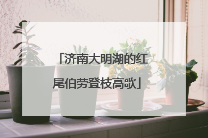 济南大明湖的红尾伯劳登枝高歌