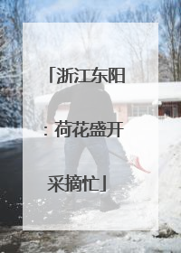 浙江东阳：荷花盛开采摘忙