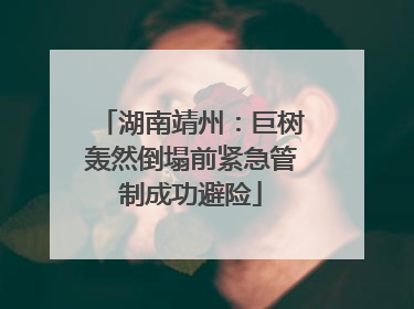 湖南靖州：巨树轰然倒塌前紧急管制成功避险