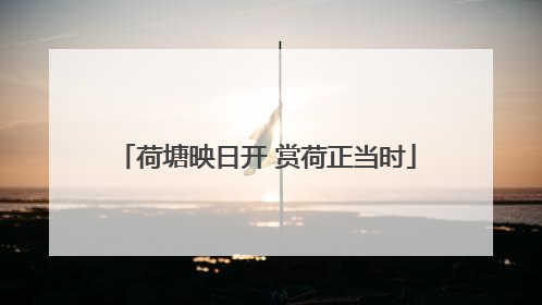 荷塘映日开 赏荷正当时