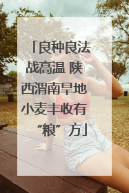 良种良法战高温 陕西渭南旱地小麦丰收有“粮”方
