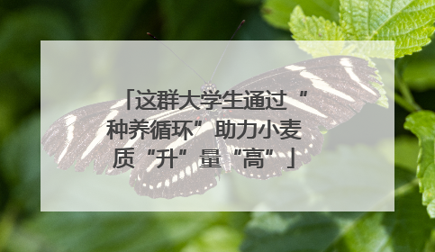 这群大学生通过“种养循环”助力小麦质“升”量“高”