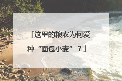 这里的粮农为何爱种“面包小麦”？