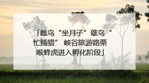 雌鸟“坐月子”雄鸟“忙捕猎” 峡谷旅游路栗喉蜂虎进入孵化阶段