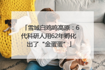 雪域白鸡鸣高原：6代科研人用62年孵化出了“金蛋蛋”