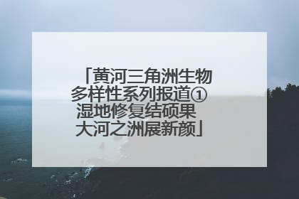 黄河三角洲生物多样性系列报道①湿地修复结硕果 大河之洲展新颜