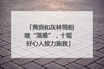 黄麂和灰林鸮相继“落难”，十堰好心人接力施救