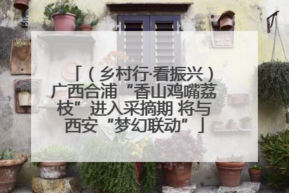 （乡村行·看振兴）广西合浦“香山鸡嘴荔枝”进入采摘期 将与西安“梦幻联动”